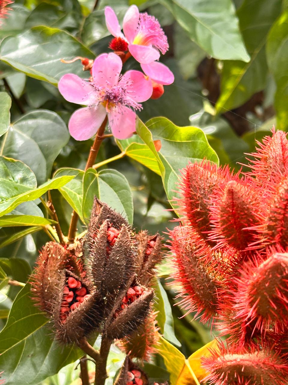 Annatto flowers and ripening pods