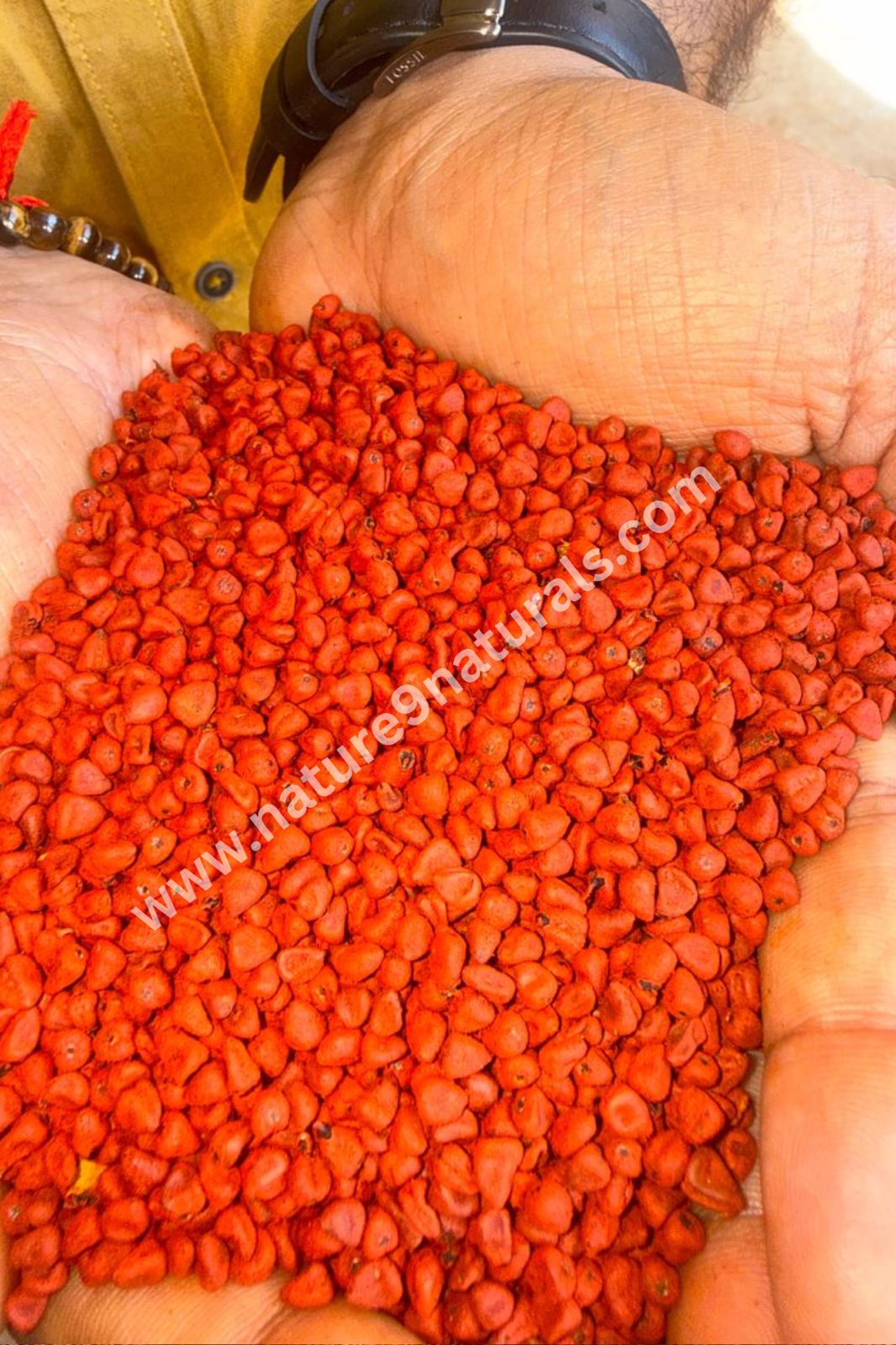 Freshly separated annatto seed